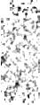 IRSA Image