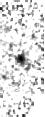 IRSA Image
